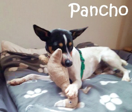 Pancho_IMG-20180211-WA0010