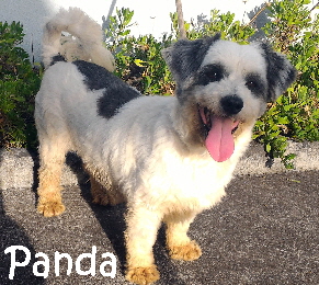 Panda_September02_mN2