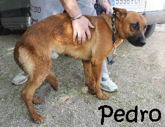 Pedro_IMG_8712