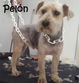 Pelon_IMG-20150115-WA0018_mN