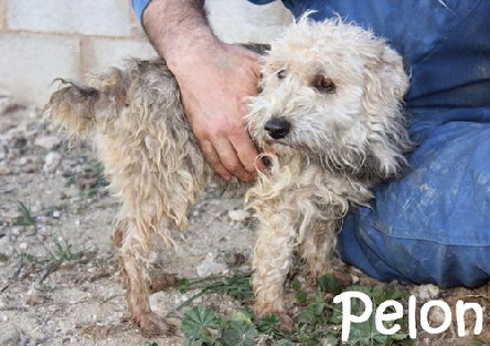 Pelon_IMG_9128-mN