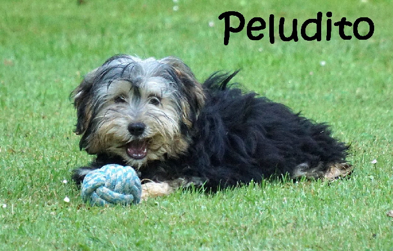 Peludito_DSC04372_mN