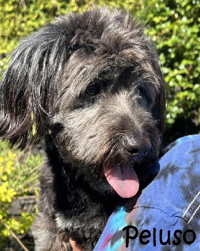 Peluso_IMG_3378_mN Peluso_IMG_3378_mN