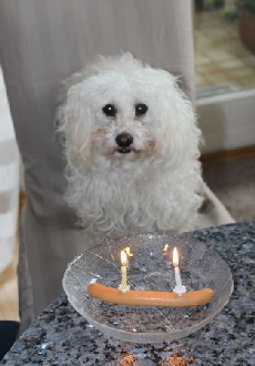 Pepper Birthday