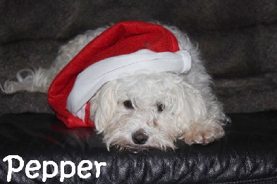 Pepper Weihnachten_mN