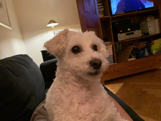 Pepper_66077244278__CFF552B8-6369-465B-81F6-D8C96DEFF635
