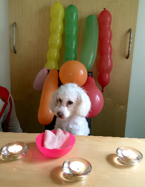 Pepper_hat_Geburtstag_img_4096