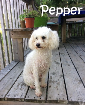 Pepper_img_5996_mN