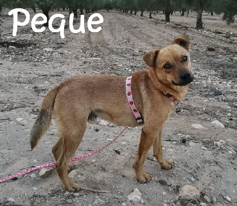 Peque_20201215-WA0061_mN