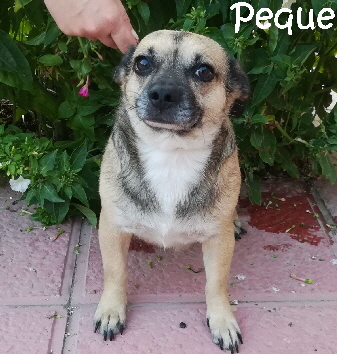 Peque_IMG-20170724-WA0005_mN