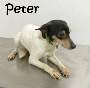 Peter_IMG-20180302-WA0003__mN