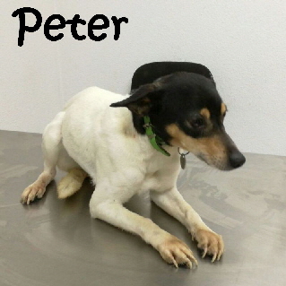 Peter_IMG-20180302-WA0003_mN