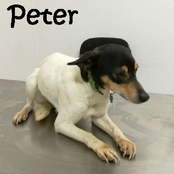 Peter_IMG-20180302-WA0003_mN