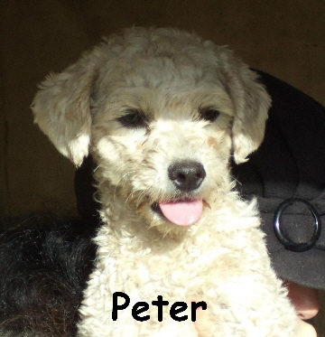 Peter_mitName