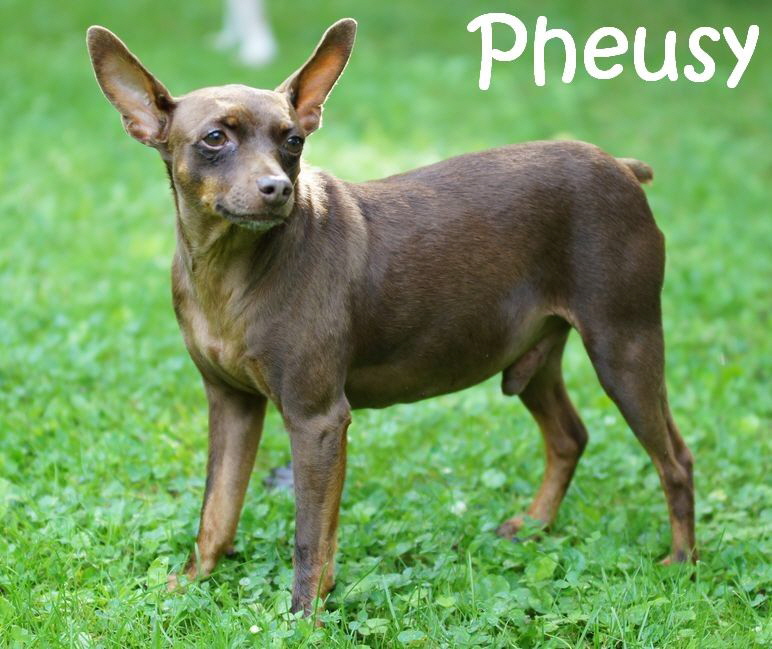 Pheusy_DSC08159_mN