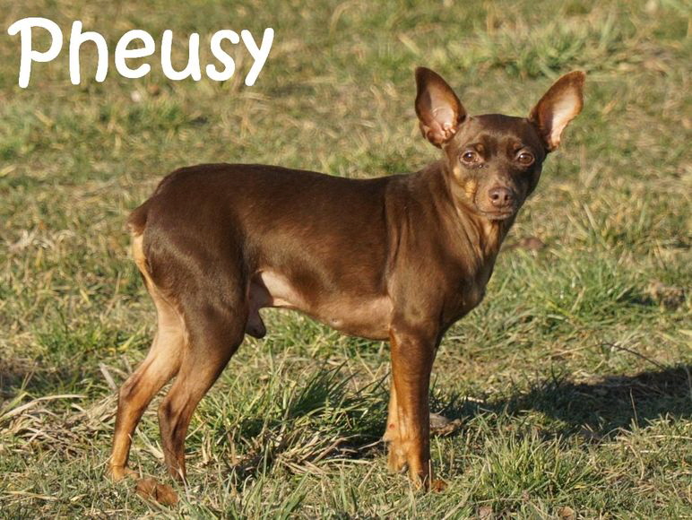 Pheusy_DSC09338_mN
