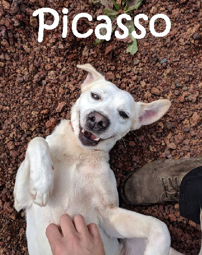 Picasso_mN