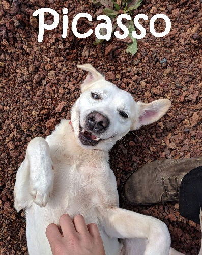 Picasso_mN