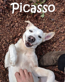 Picasso_mN