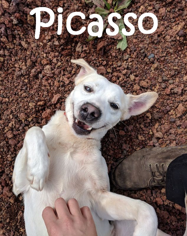 Picasso_mN