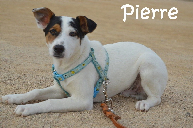 Pierre_DSC_0376_mN