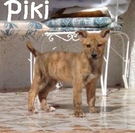 Piki_IMG-20160228-WA00172_mN
