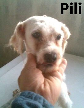 Pili1_geschoren_mitName