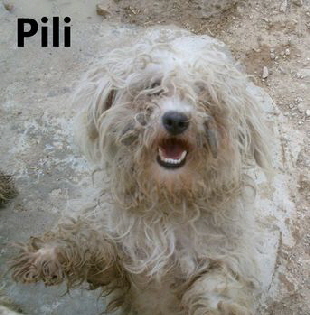 Pili_mitName