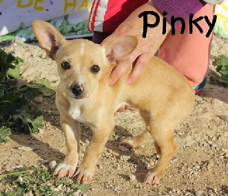 Pinky_IMG_8669_mN