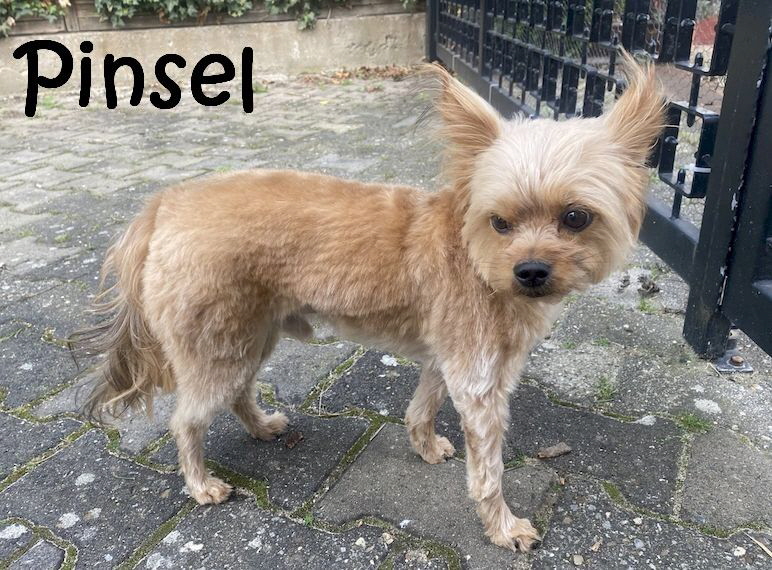Pinsel_Frisoer_7229