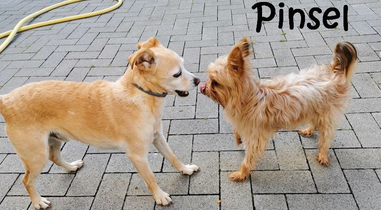 Pinsel_IMG_20211006_100556