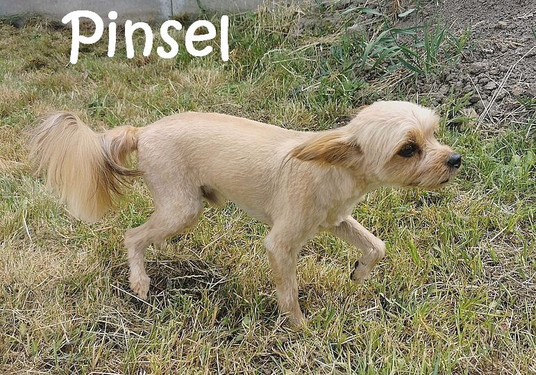 Pinsel_IMG_20230621_150138