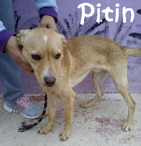 Pitin_2ae0fcb7-3a59-4272-92e6-00cdf319d55b_mN