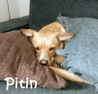 Pitin_IMG-20181024-WA0038_mN