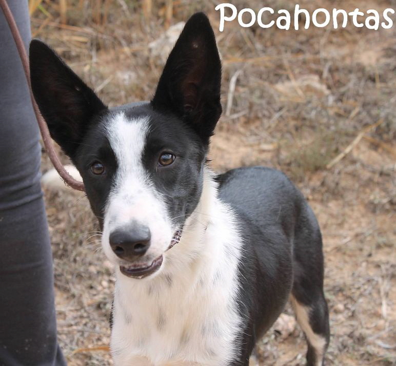 Pocahontas_IMG_9551