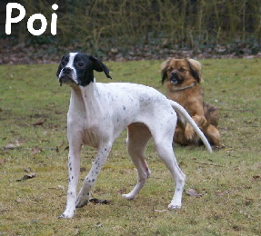 Poin_DSC00002_mN