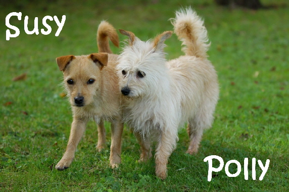 Polly_DSC08157_mN