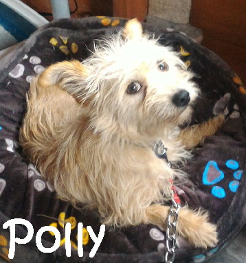 Polly_IMG-20170811-WA0003_mN