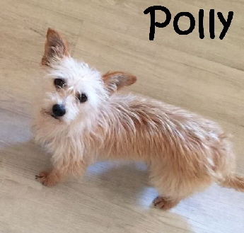 Polly_IMG-20170820-WA0001_mN