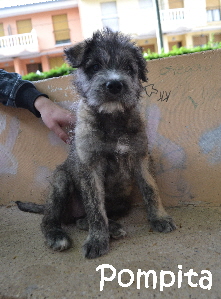 Pompita_DSC_0031_mN