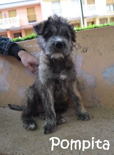 Pompita_DSC_0031_mN