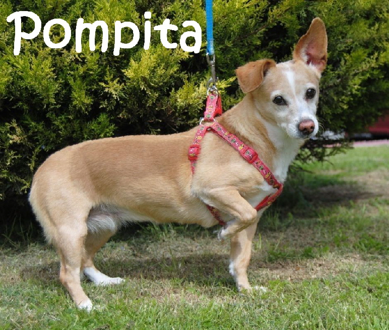 Pompita_IMG-20180321-WA0028_mN