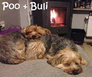 Poo+Buli__mN3 Hunde 4