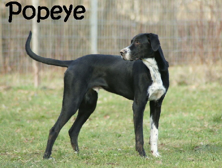 Popeye_DSC02067_mN