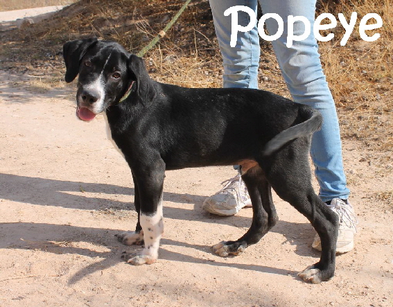 Popeye_IMG_2673_mN