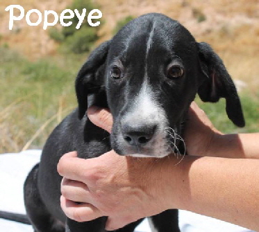 Popeye__adjuntos_fichero_c3b808cf015d7baeg_mN