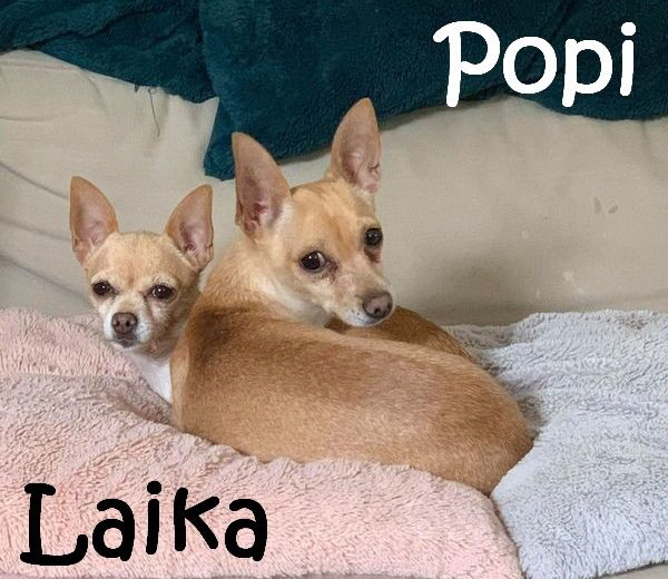 Popi+Laika_66505974_325917205015737_3481928874470670336_n