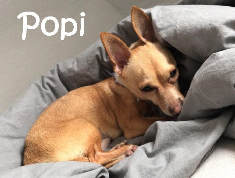Popi_60517531_2354491698118545_7620117889797849088_n