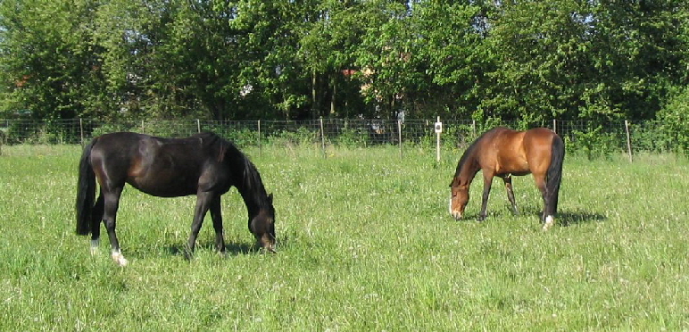 Poppkoppel_April_2007_04 - Kopie