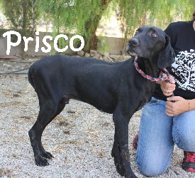 Prisco_IMG_8515